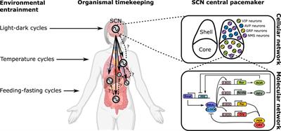 Editorial: Coupling in biological systems: Definitions, mechanisms, and implications